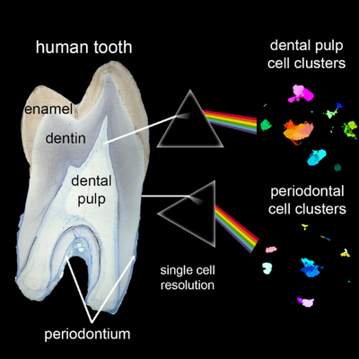 How stem cells in human teeth respond to different environmental conditions offers clues for regenerative medicine.