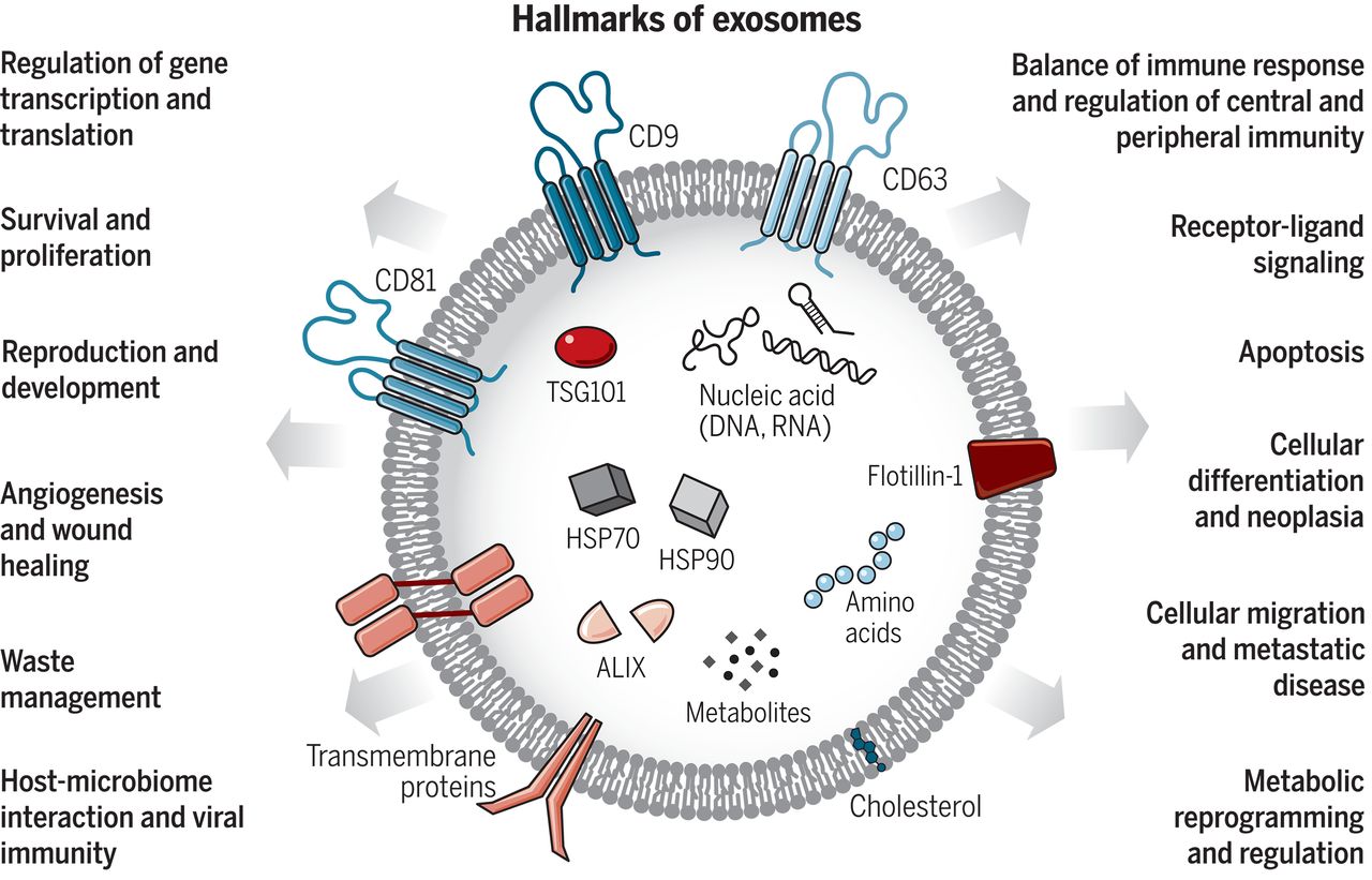 Exosomes 1 | stemcellmia