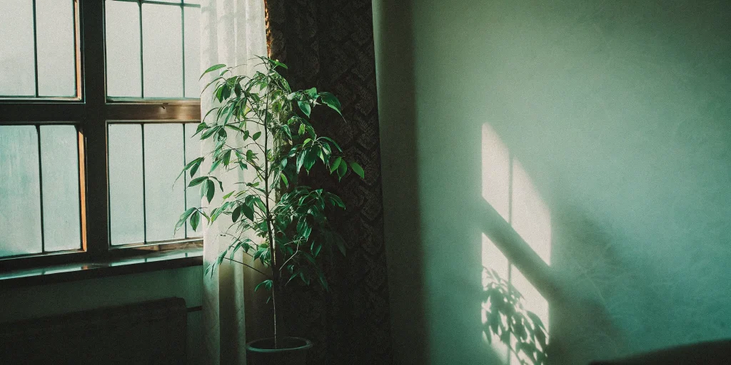 A healthy plant growing in sunlight, showing the six-month longevity of MUSE cells treatment.